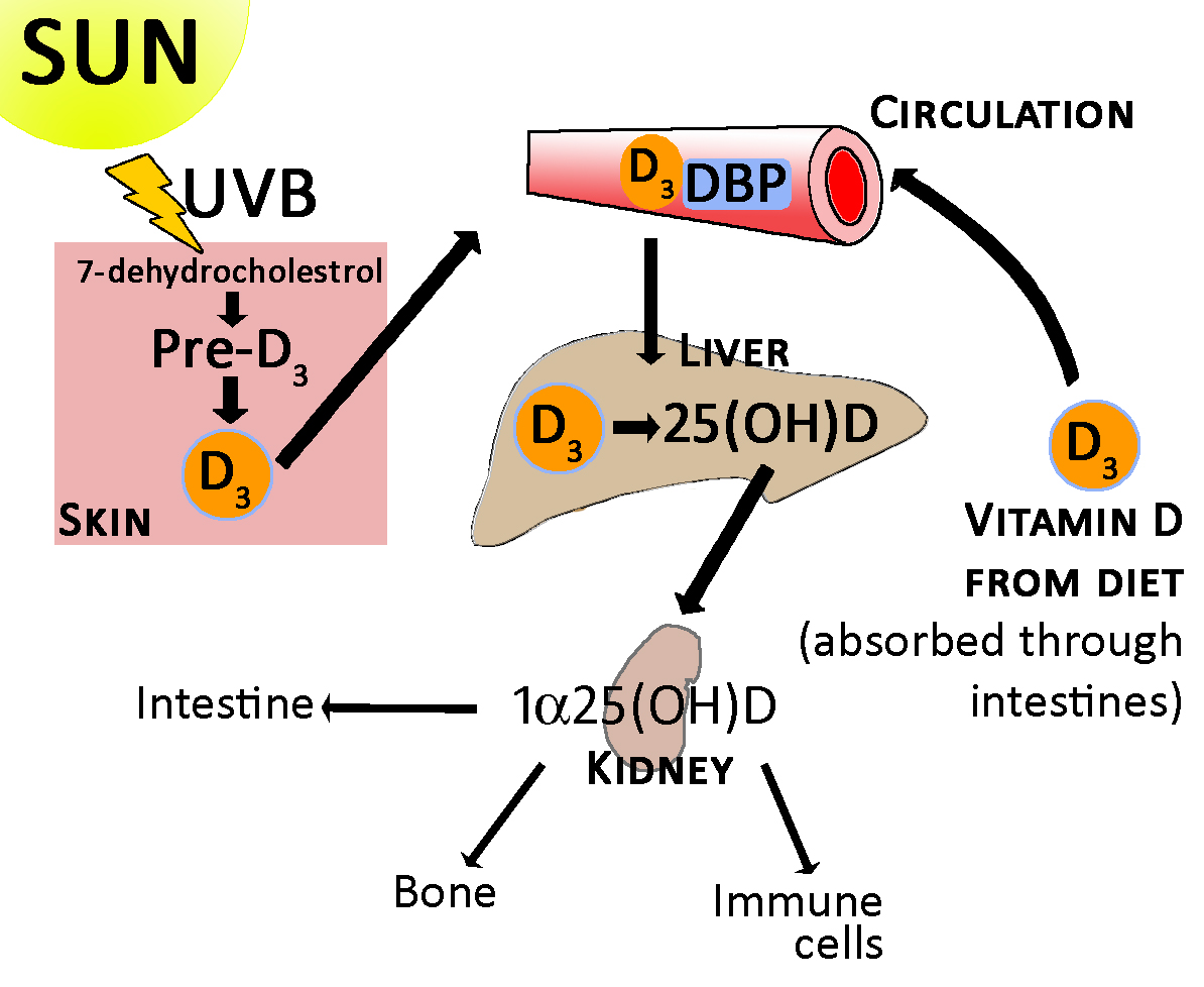 Does Sun Bed Give You Vitamin D at Derek Carlton blog