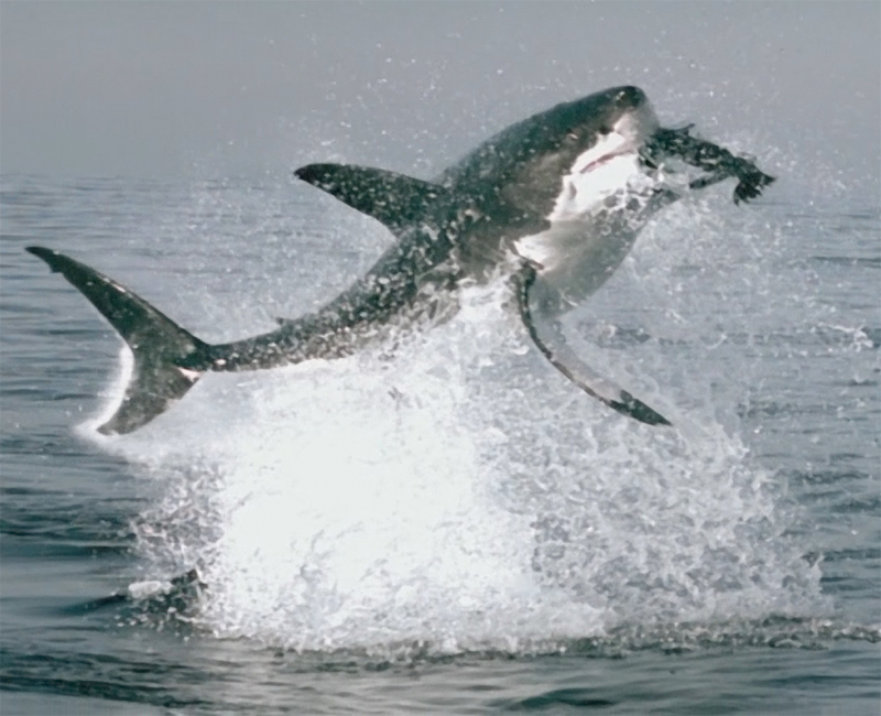 Don’t Worry, Big Data Hasn’t Jumped the Shark Yet « Machine Learning Times