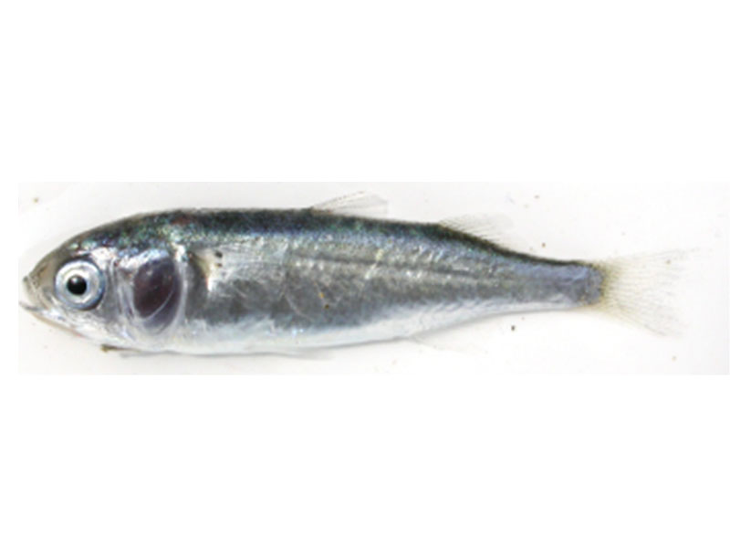 三重県｜水産研究所：生物調査結果