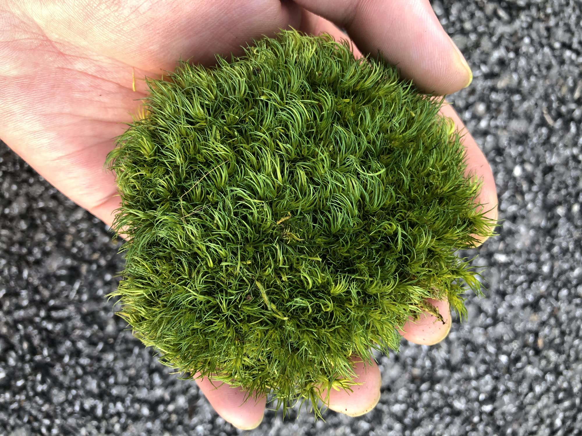 Mood Moss (1.5 sq.ft. per box)(Green-A） – Prefleur