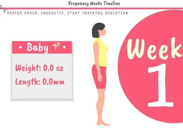 1 Week Pregnant WeekbyWeek Pregnancy Guide