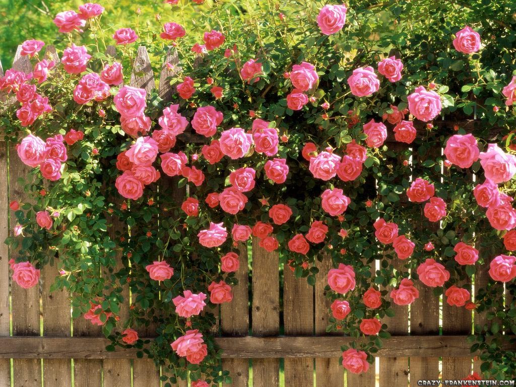 Rose Bushes for Sale in Fort Worth Premier Nursery Premier Nursery Plant Nursery