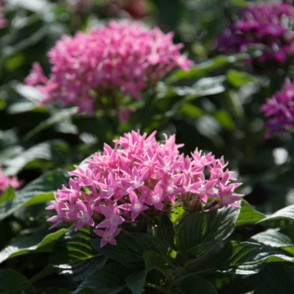 Penta Plants Fort Worth Premier Nursery Plant Nursery