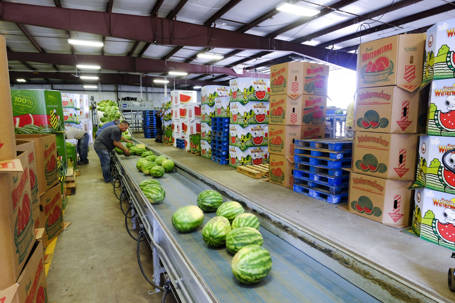 Packing l Premier Melon l Watermelon Company