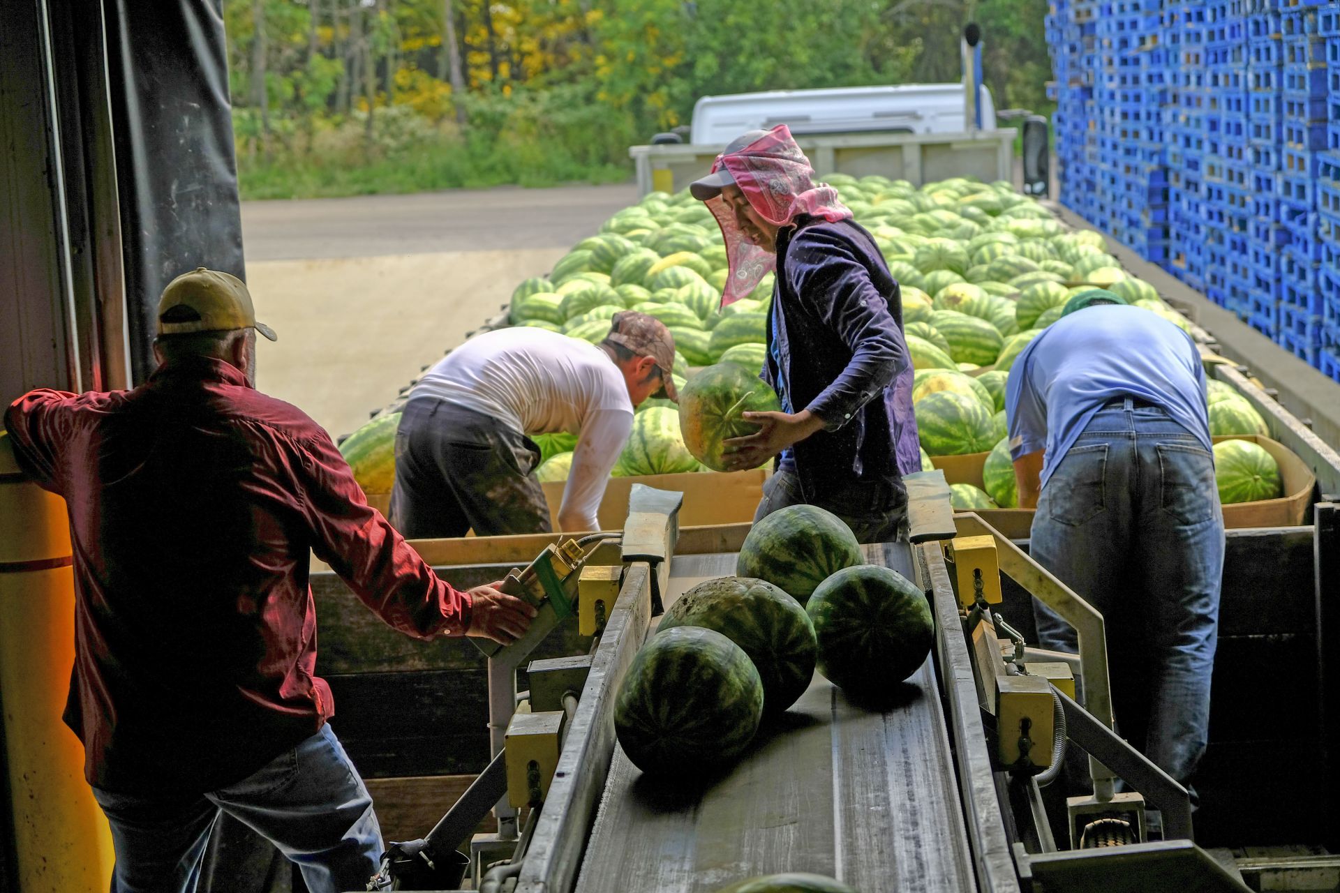 Packing l Premier Melon l Watermelon Company