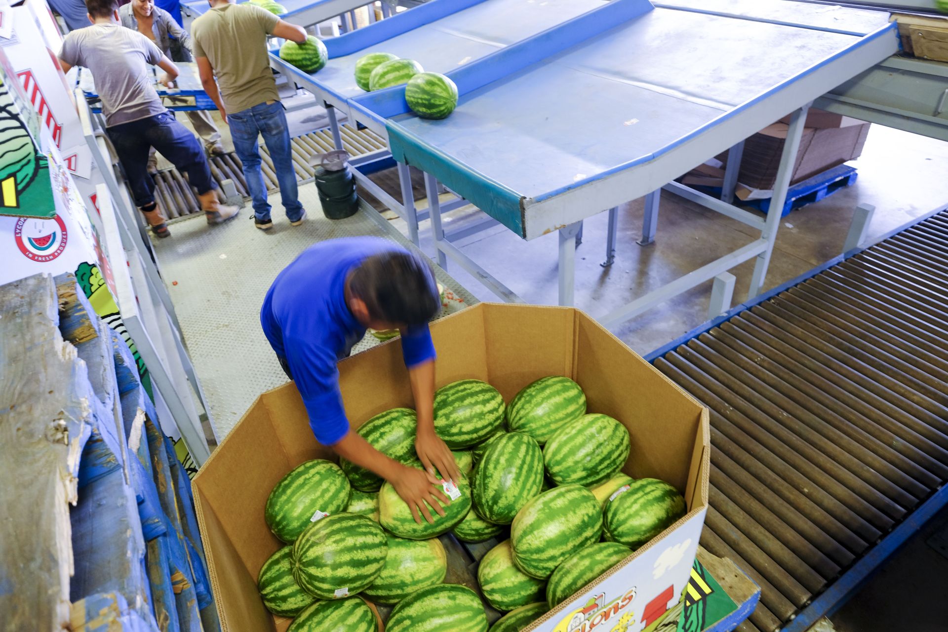 Packing l Premier Melon l Watermelon Company