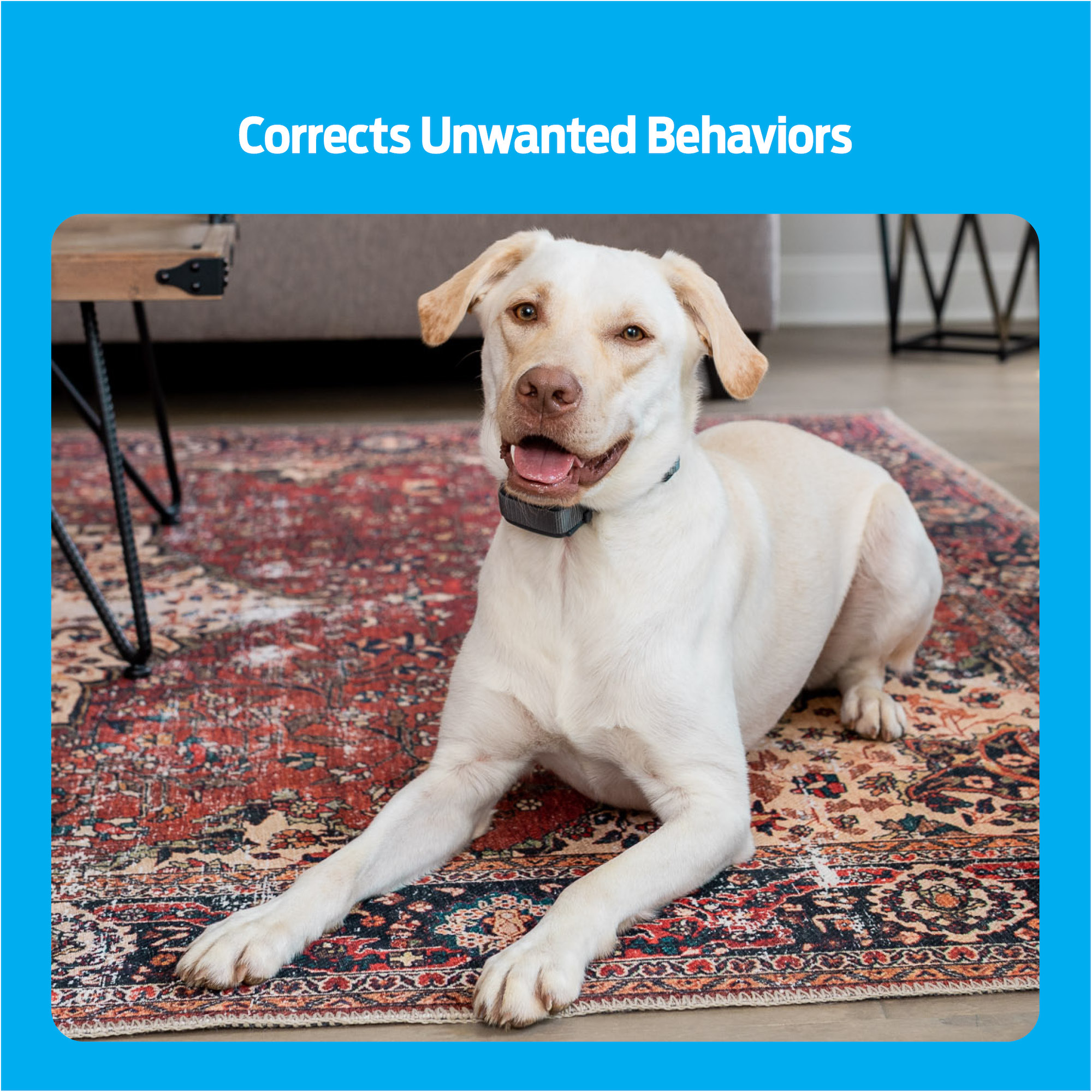 600 Yard Trainer Premier Pet