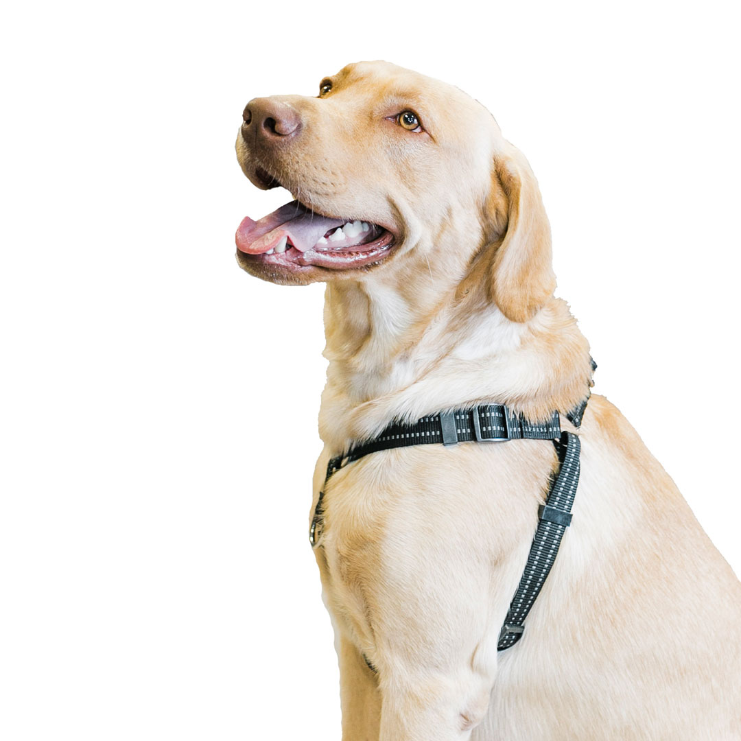 StepIn Harness Large Premier Pet
