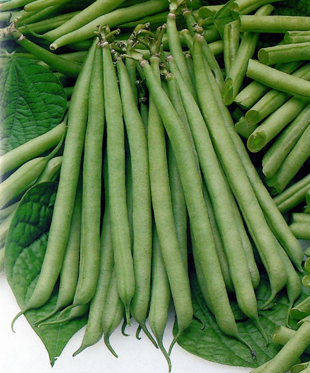 Dwarf French Bean Slenderette Bean Premier Seeds Direct ltd