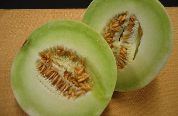 Melon Honeydew Melon Premier Seeds Direct Ltd