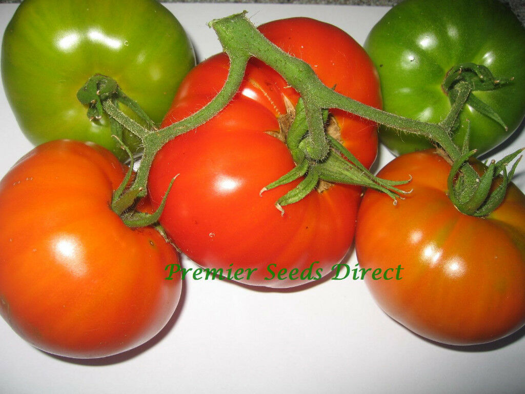 Tomato Brandywine Red Organic Organic Tomato Premier Seeds Direct ltd