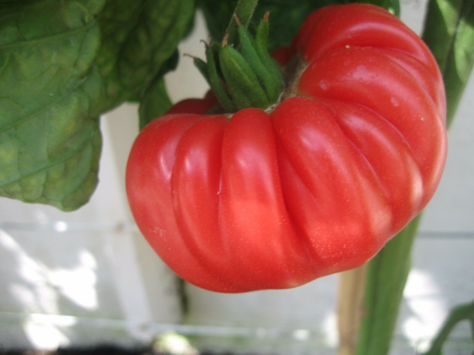 Tomato Brandywine Red Organic Organic Tomato Premier Seeds Direct ltd