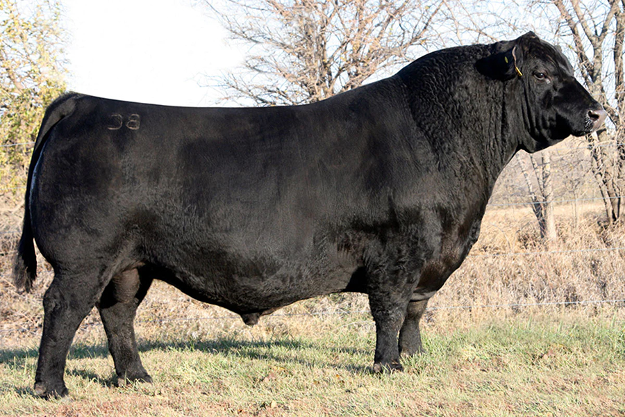 Black Angus Premium Beef