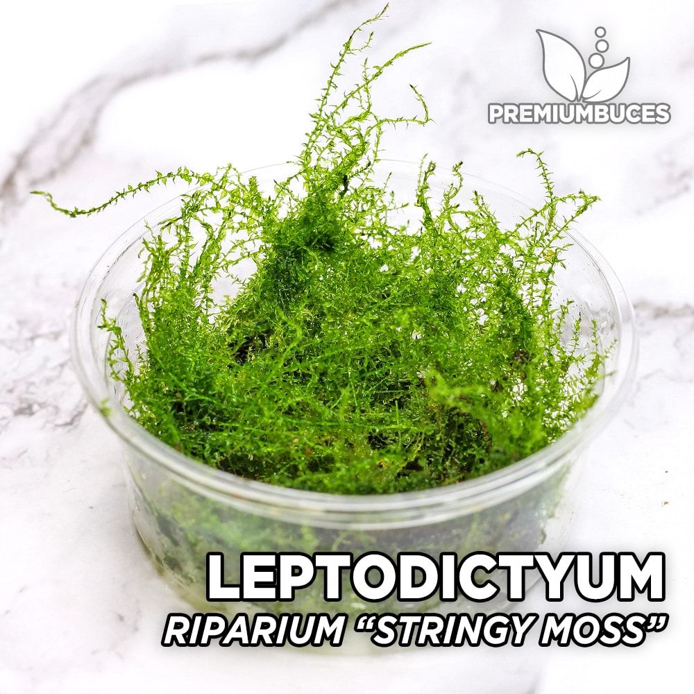 Leptodictyum Riparium "Stringy Moss" 🛒 PremiumBuces