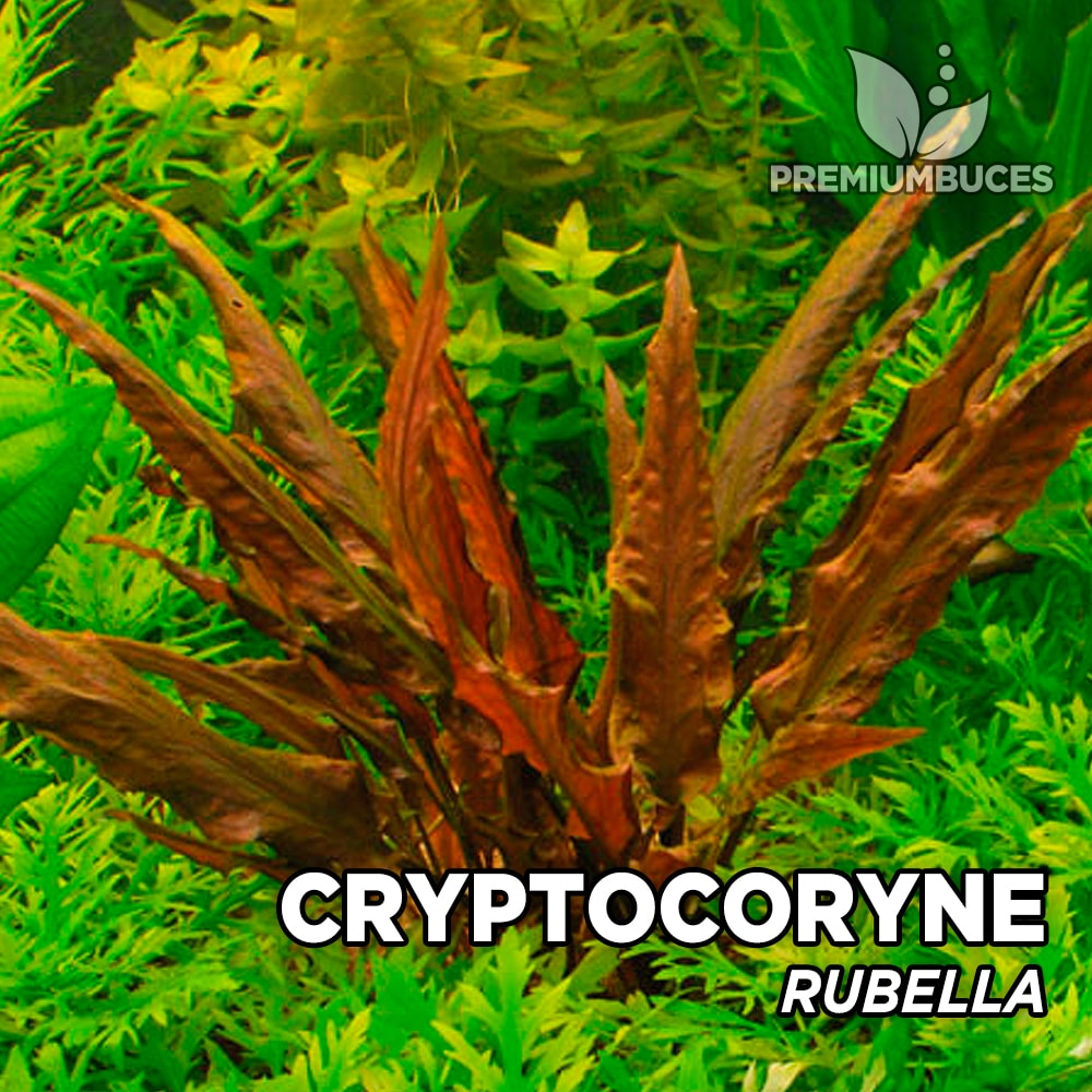 Cryptocoryne "Rubella" 🛒 Premium Buces