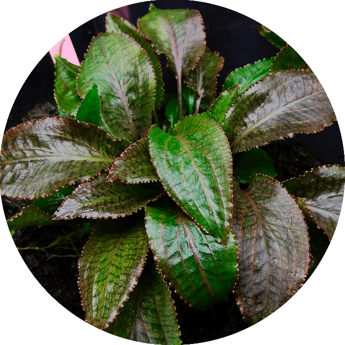 Cryptocoryne Pflege und technisches Datenblatt