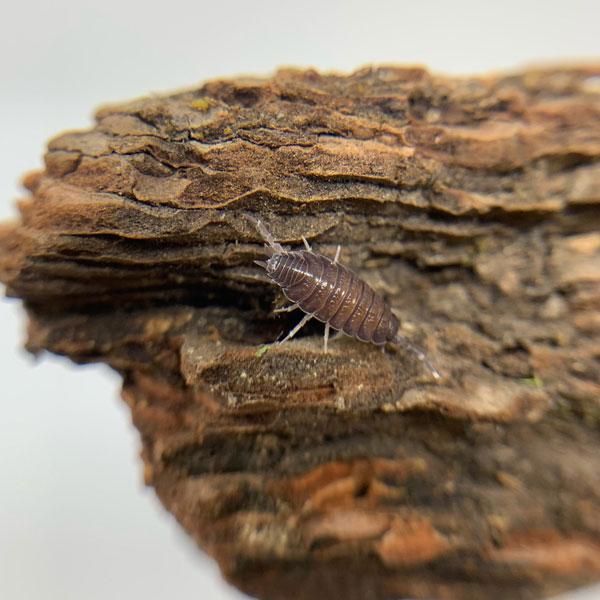 Powder Blue Isopods 25+