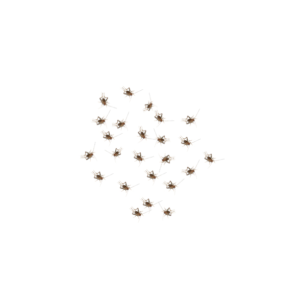 Live Extra Small Crickets Shipped in Bulk