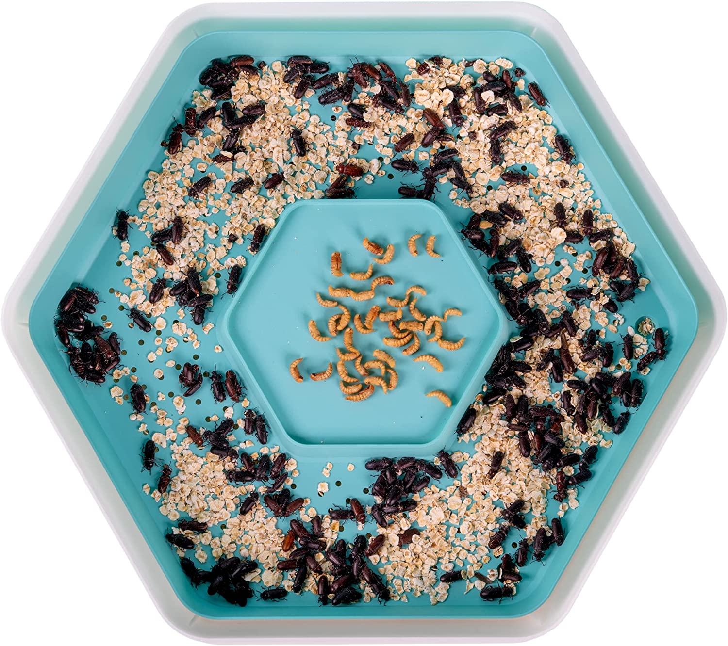 Premium Crickets Live Insects Delivered Straight To Your Door!