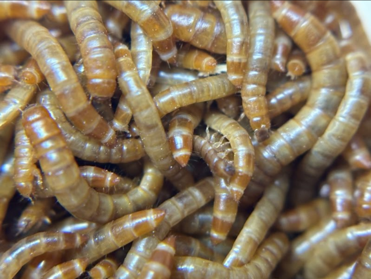 Premium Crickets Live Insects Delivered Straight To Your Door!