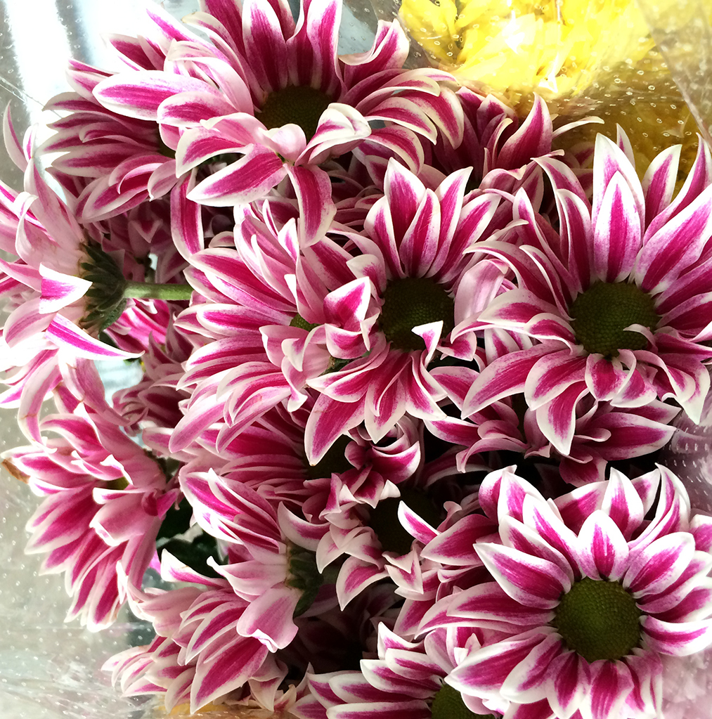 Spray Chrysanthemum Premium Flowers New Zealand