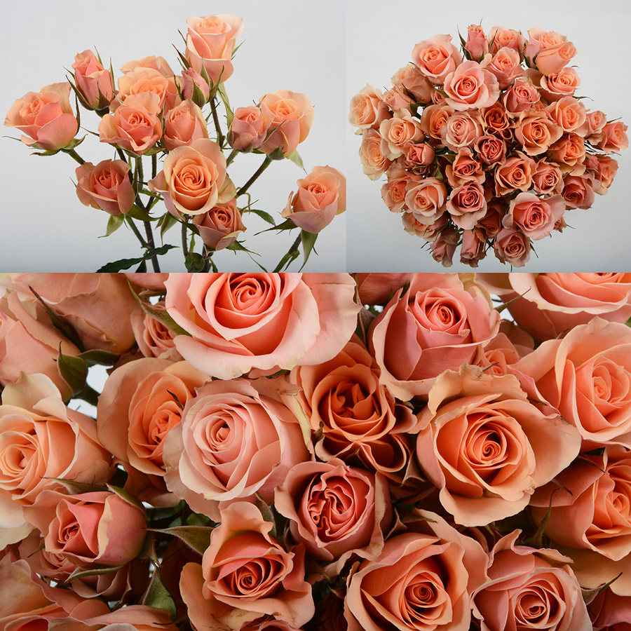 Ilse Premium Flowers