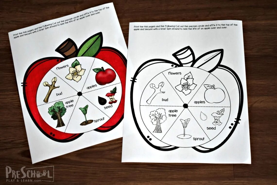 🍎 FREE Printable Apple Life Cycle Spinner Activity