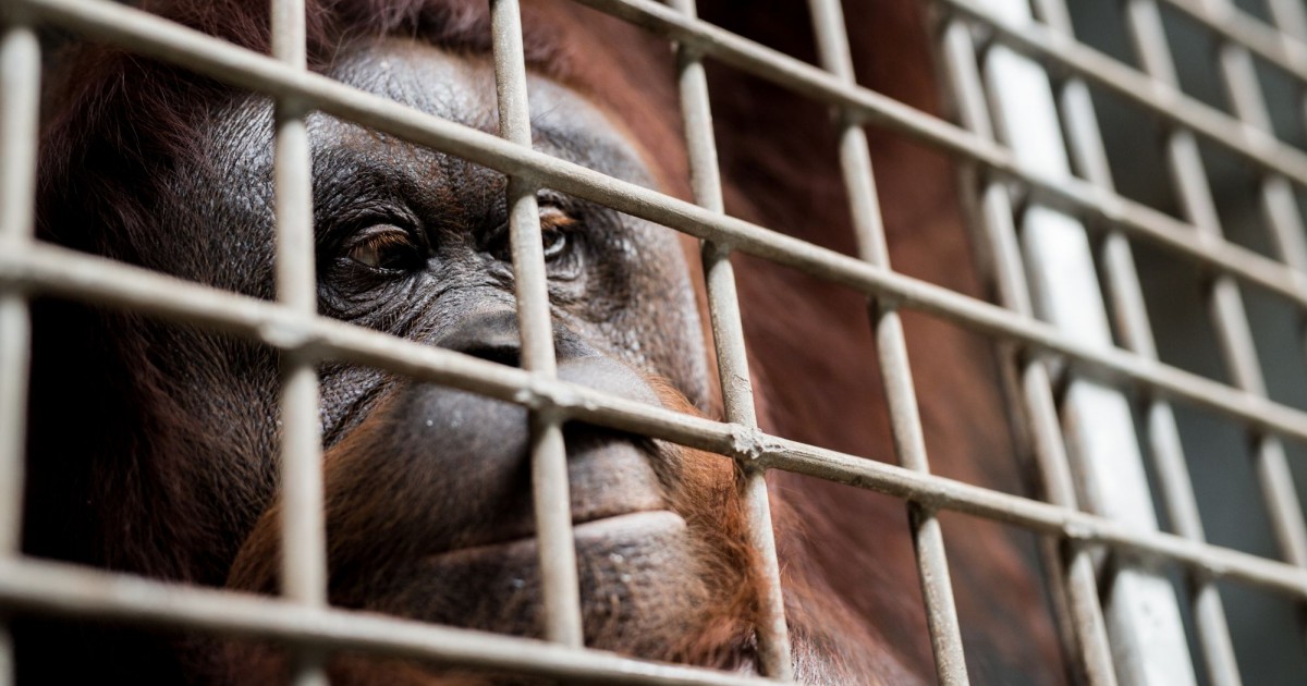 Tradition vs Modernity? Humans vs Animals? The truth behind the