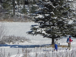 A WINDOW BOX is prepared with soil and bulbs to force some late-winter blooms.