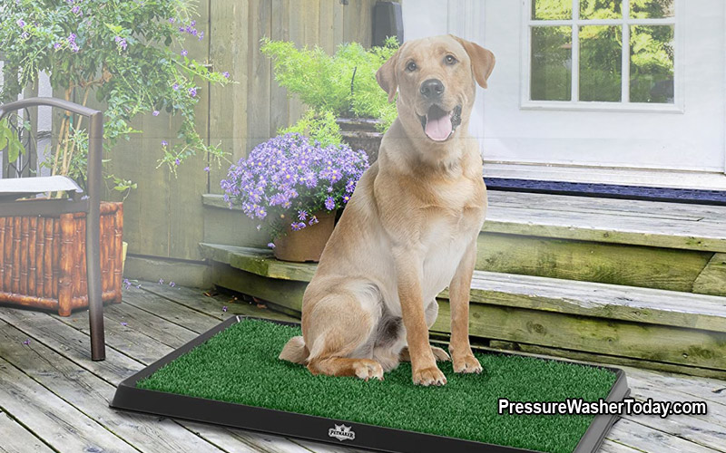 How To Remove Pet Stains From Carpets