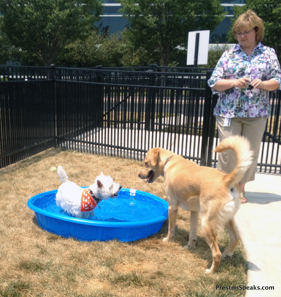 My trip to the P&G Pet Care headquarters