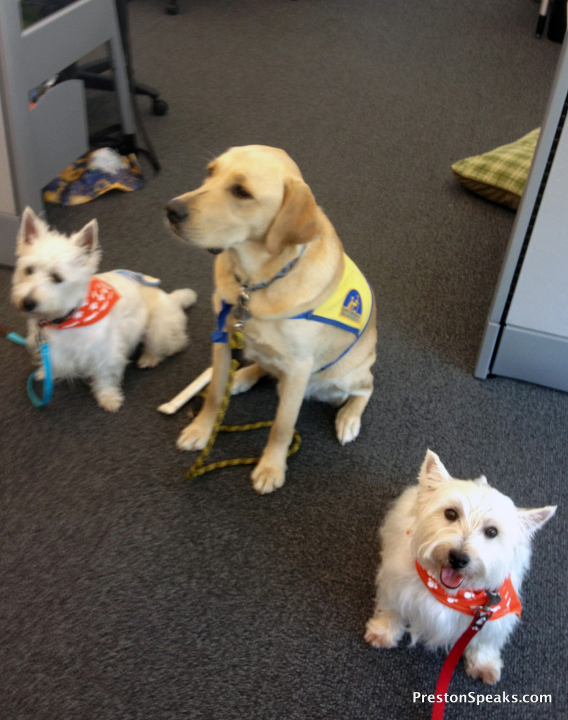 My trip to the P&G Pet Care headquarters