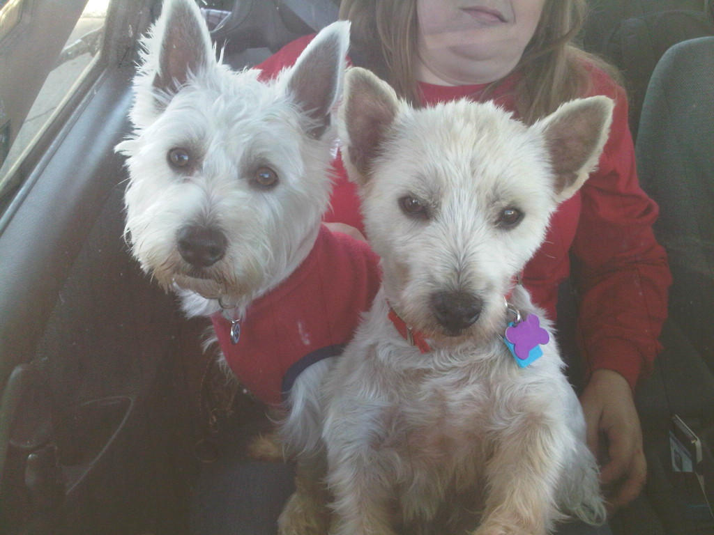 Westie Rescue SouthEast is at the Nashville Pet Expo amazingpetexpo