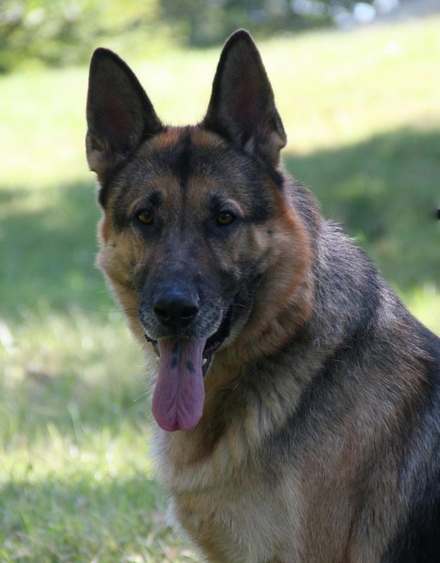 German Shepherd Rescue is at the Nashville Pet Expo amazingpetexpo