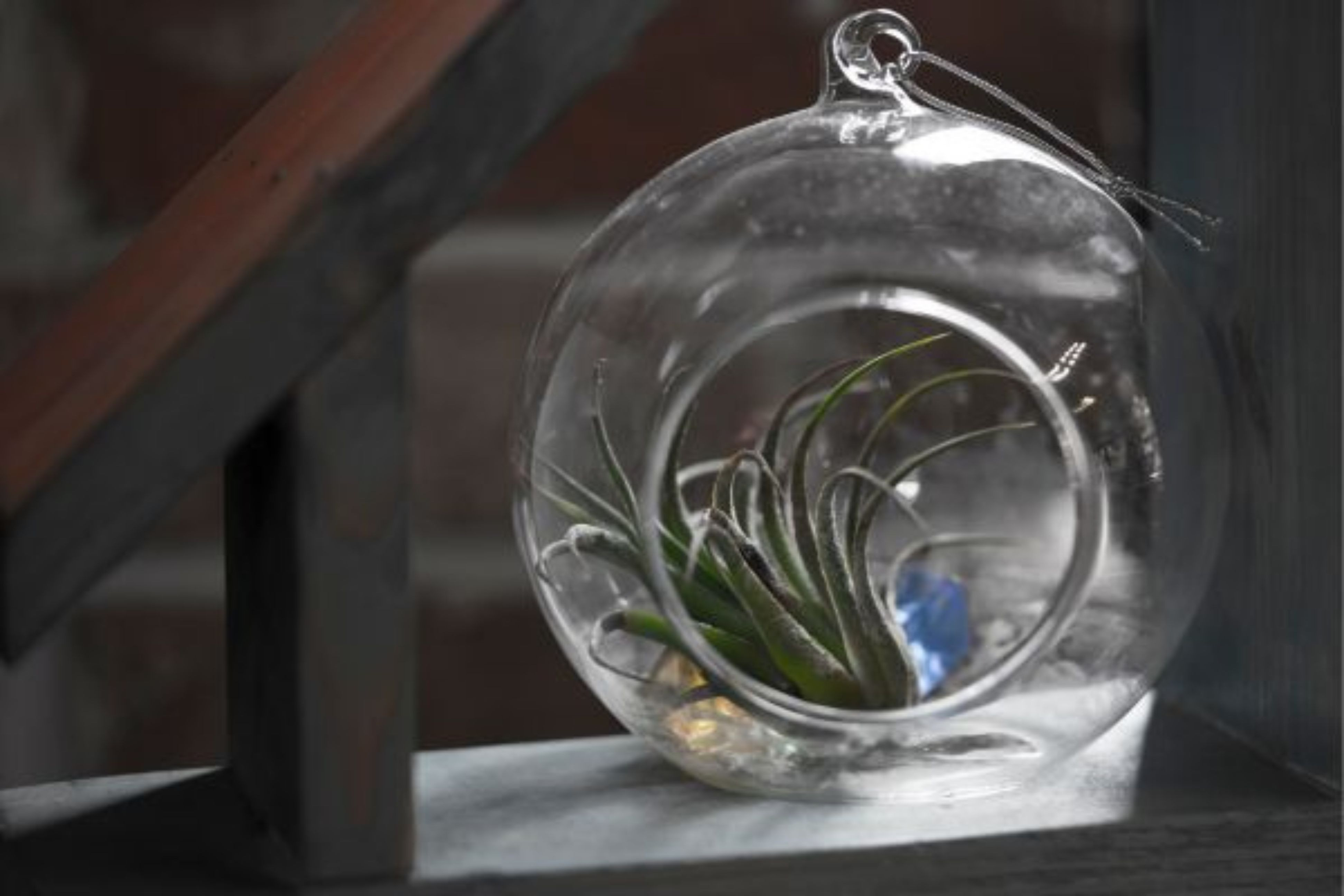 Déco Kit terrarium plante complet à faire soimême PRÊT A JARDINER