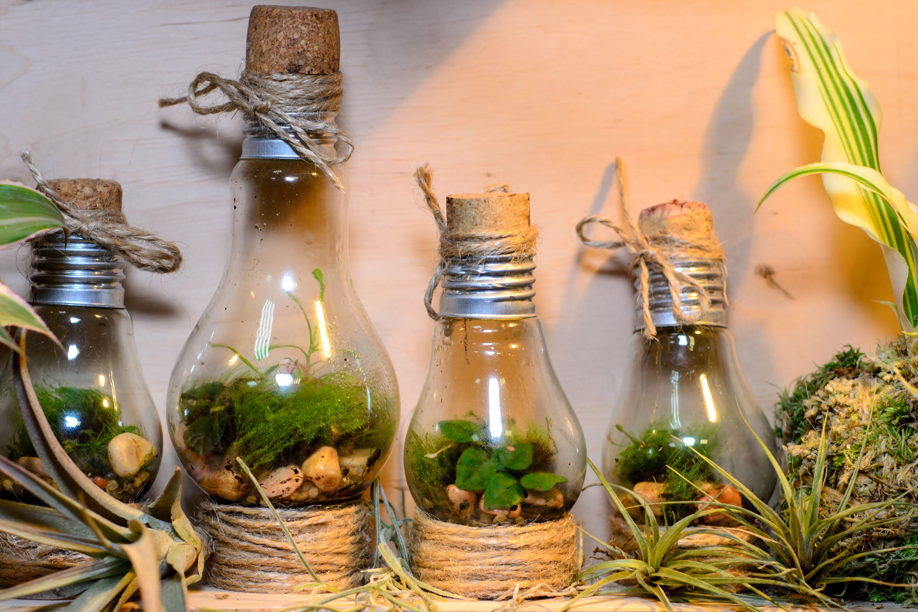Terrarium bocal en verre fermé créer un mini jardin PRÊT A JARDINER