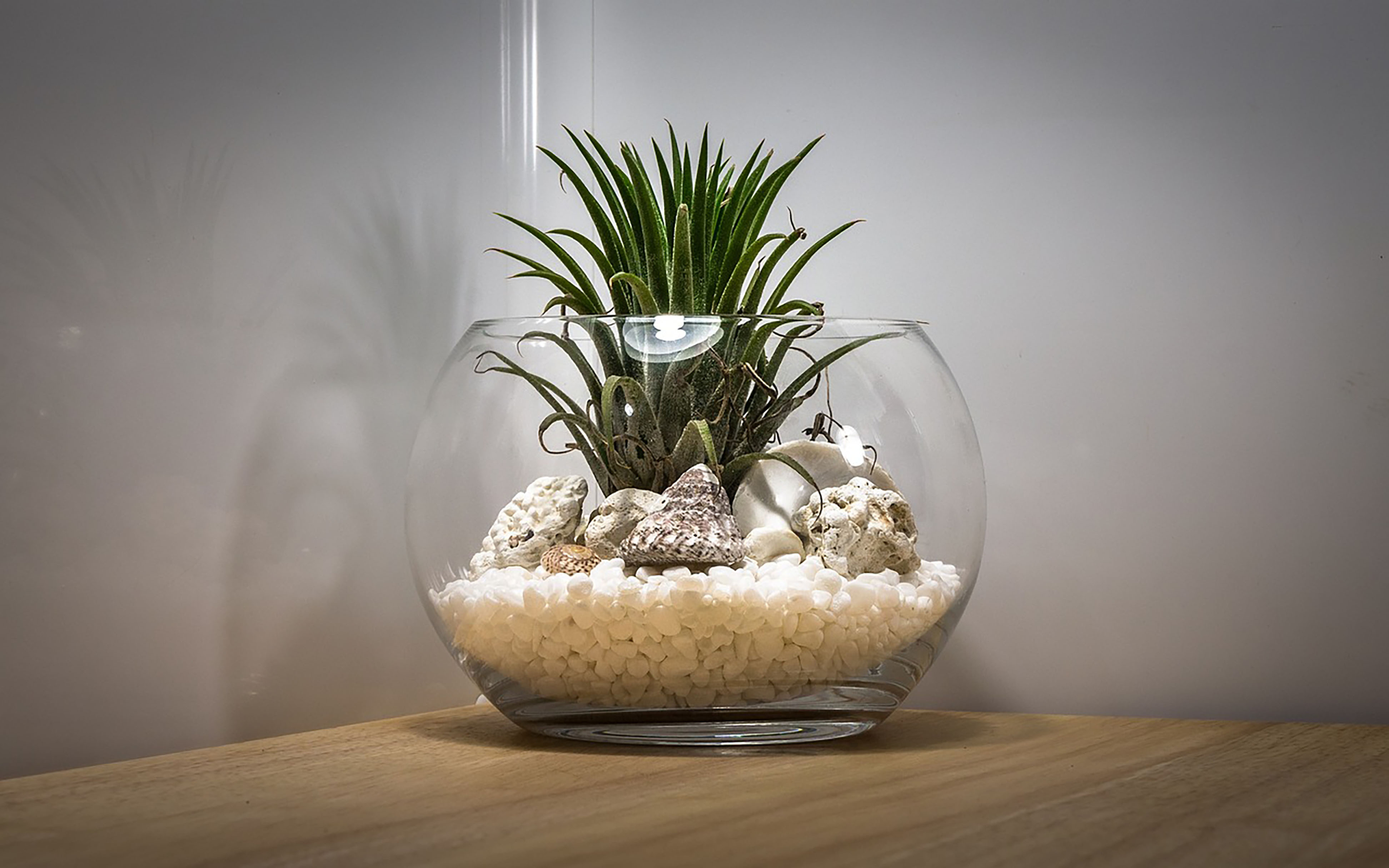 Décoration & plante pas cher pour terrarium fermé et mini serre PRÊT