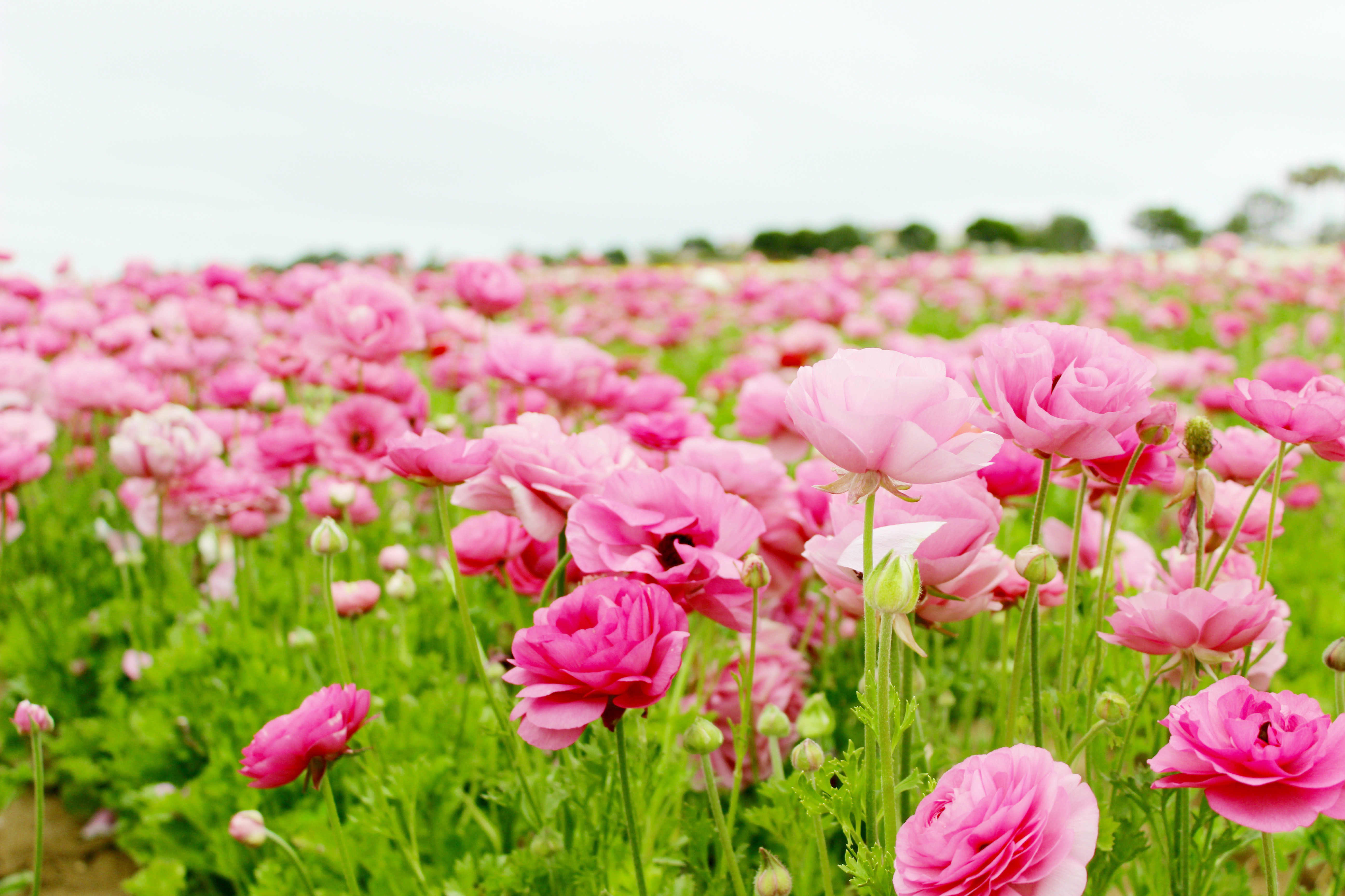 The Flower Fields Carlsbad, CA