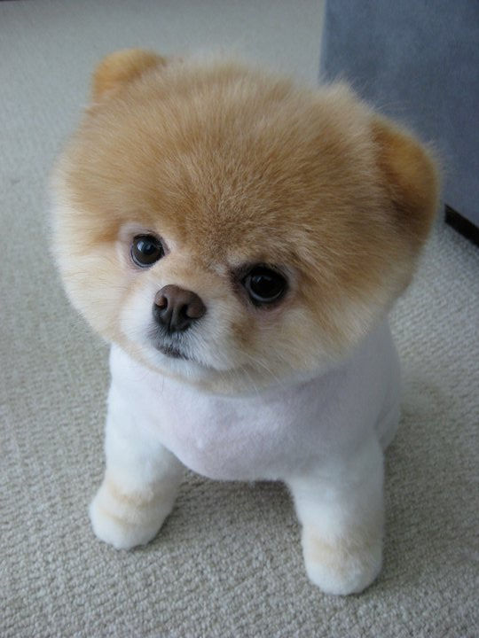１１月１日は”ワンワンワン”の犬の日！「いぬ休み展」で可愛いワンコたちの写真に会える！ | Tabizine～人生に旅心を～ 世界一可愛い犬ってご存知ですか？？ | プリティー・ワン