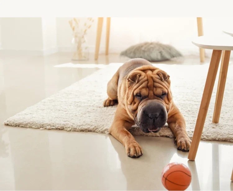 Resource Guarding in Dogs Top Tips From a Dog Behaviourist