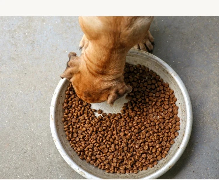 How Do I Stop My Dog From Guarding Food