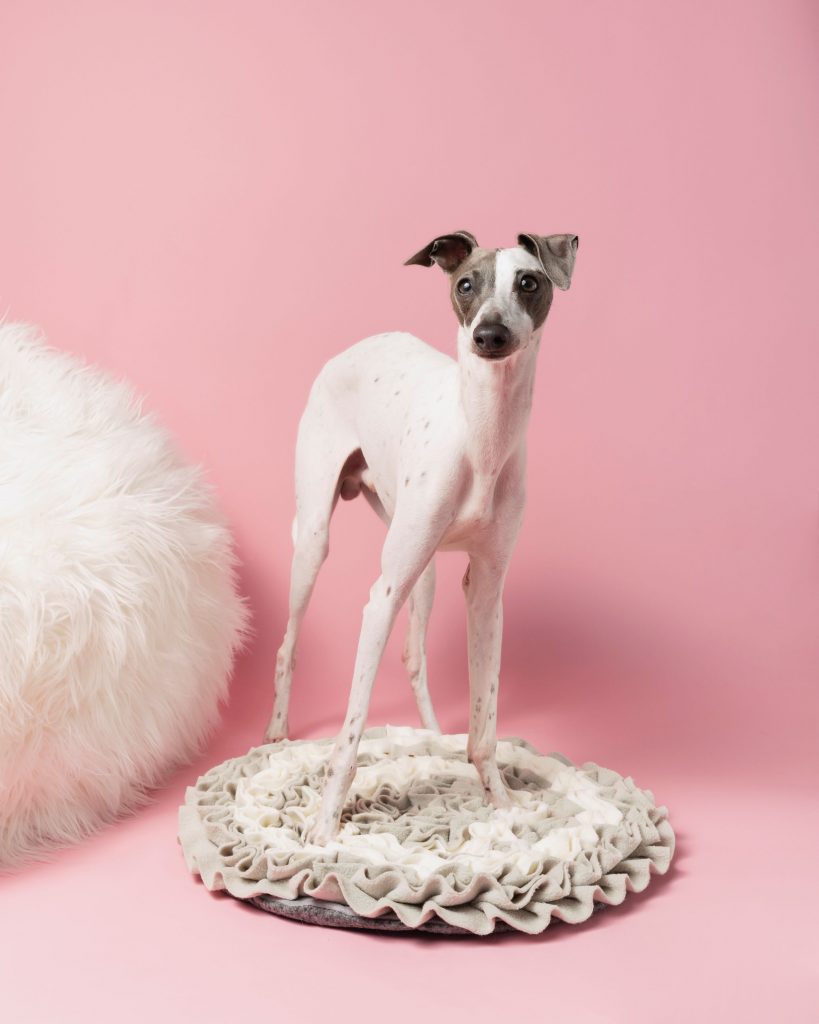 How Do You Entertain A Bored Dog At Work