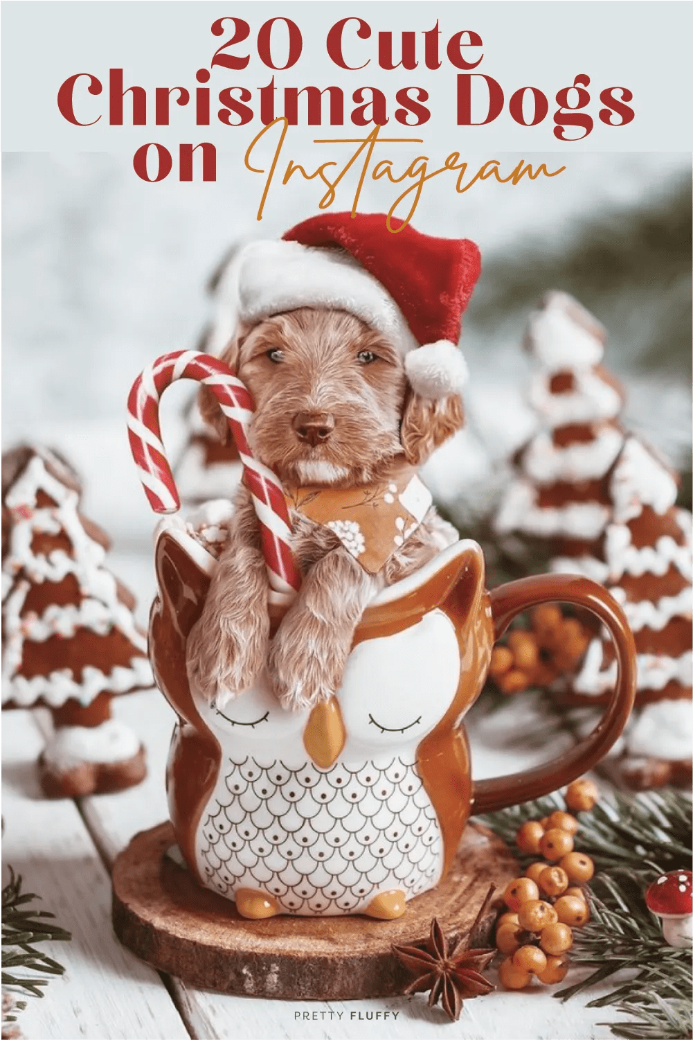 Spotted 20 Ridiculously Cute Christmas Dogs on Instagram