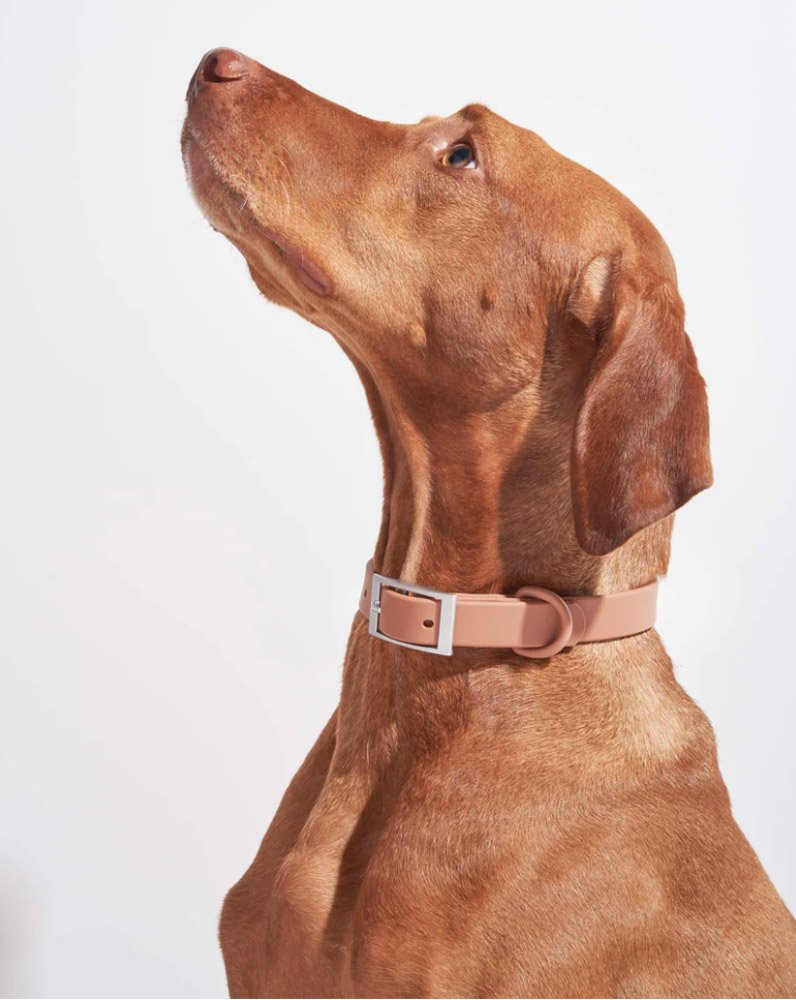 12 Fall Dog Collars to Spice up Your Pup's Wardrobe (2024)
