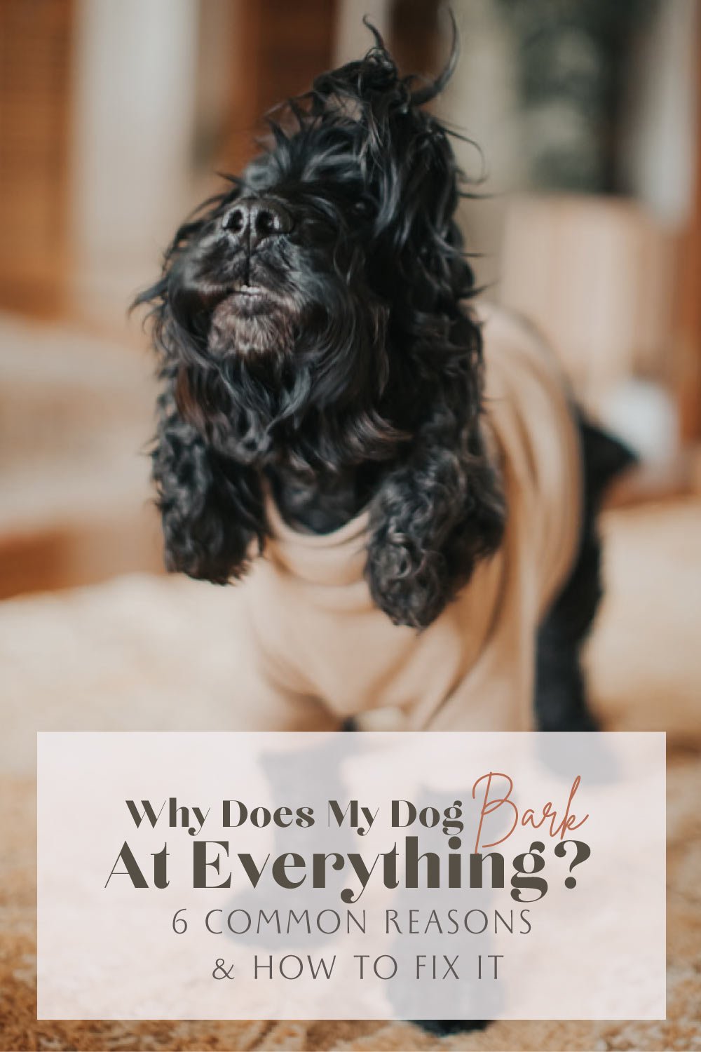 Why does my dog bark at everything? 6 reasons and how to fix it Home