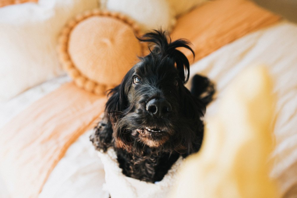 Why Does My Dog Bark At Everything? 6 Reasons & How To Fix It