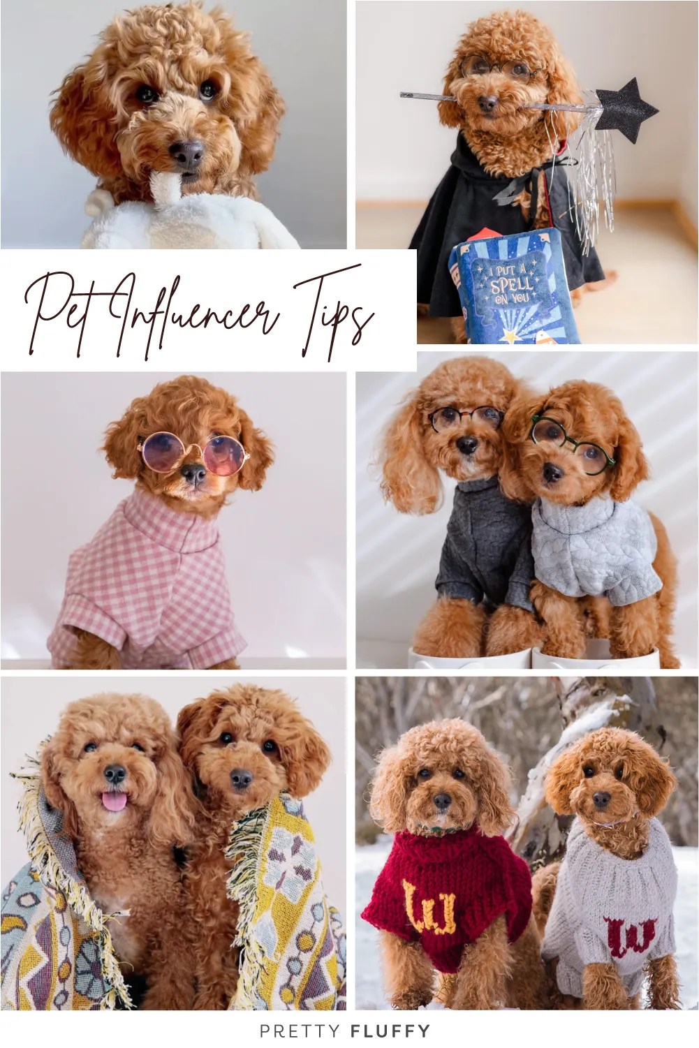 How Top Pet Influencers Iro, Ollie & Winky Hit 100K Instagram Followers