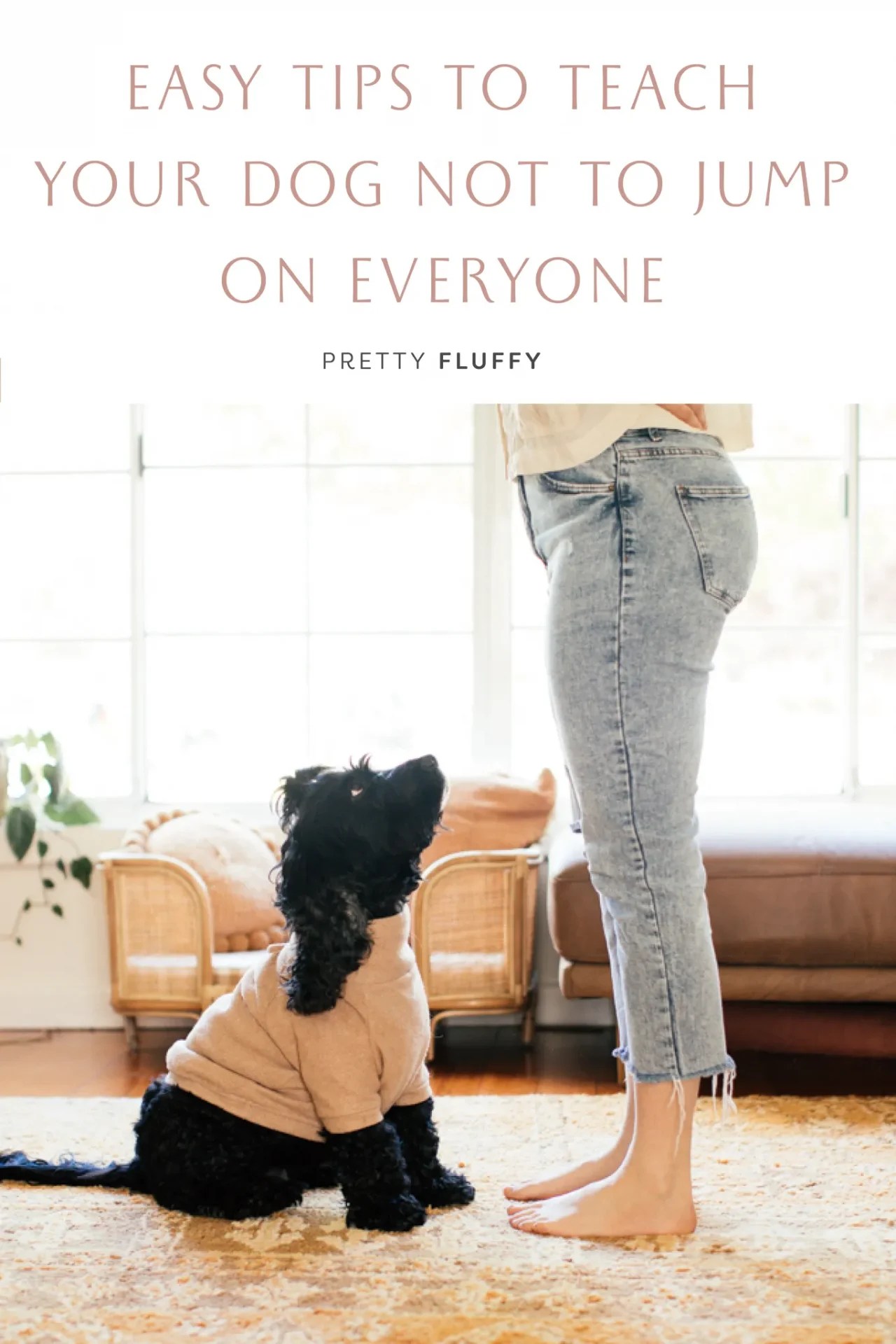 Easy Tips to Teach Your Dog Not to Jump On Everyone Pretty Fluffy The Ultimate Lifestyle