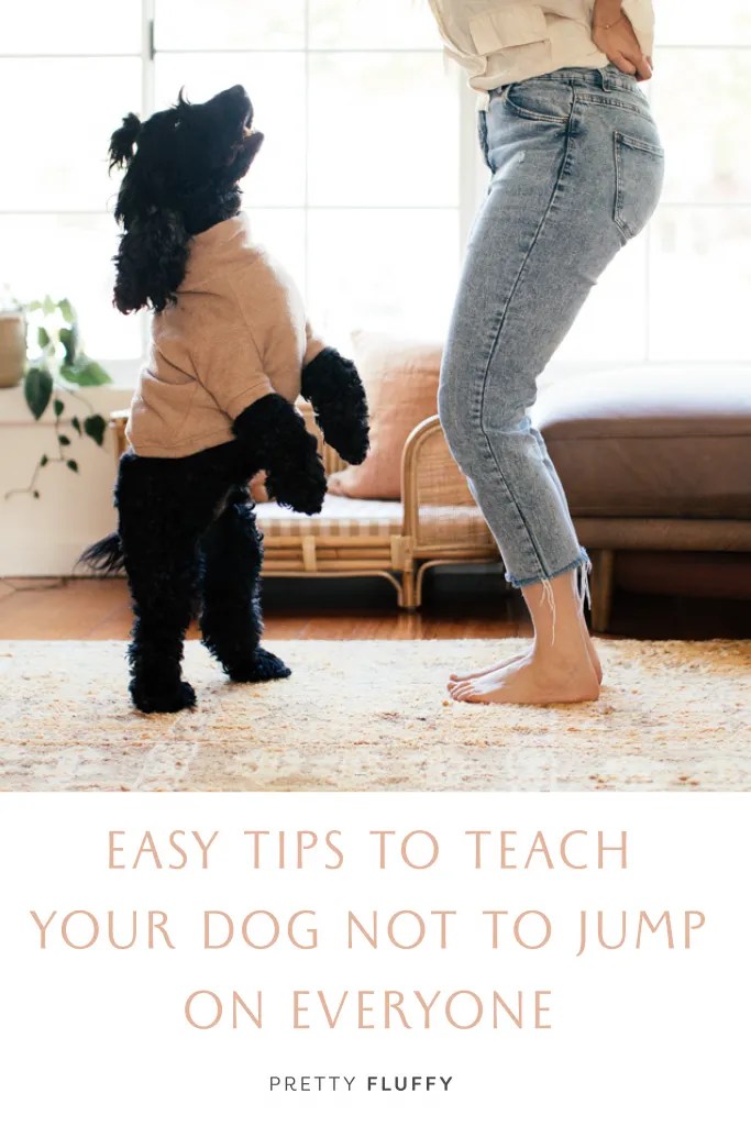 Easy Tips to Teach Your Dog Not to Jump On Everyone Pretty Fluffy The Ultimate Lifestyle