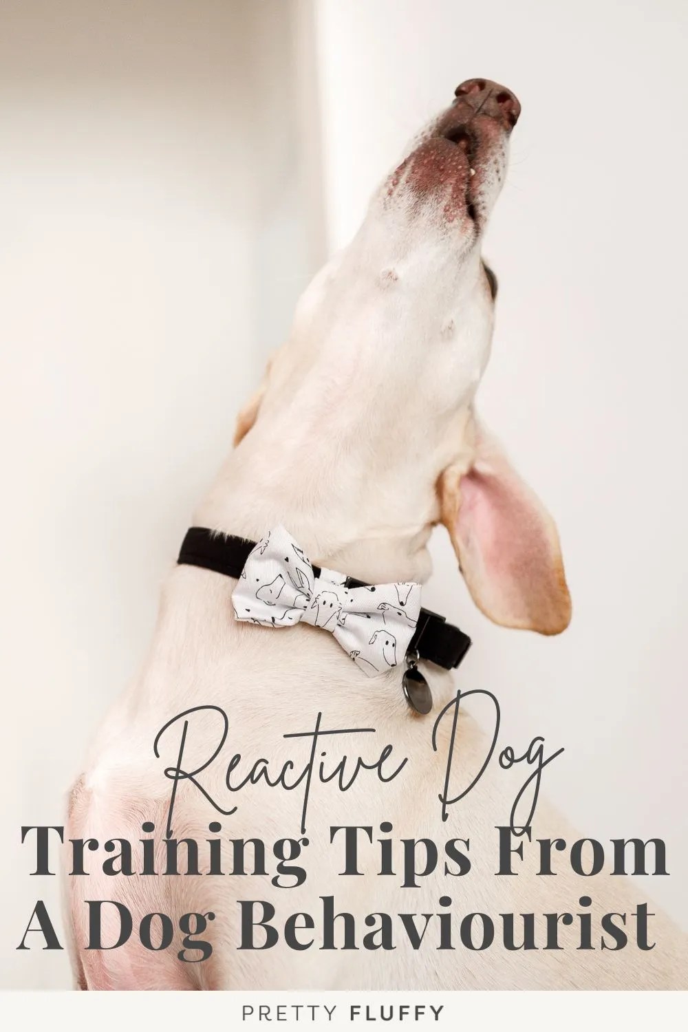 How to Train a Reactive Dog Tips from a Dog Behaviourist